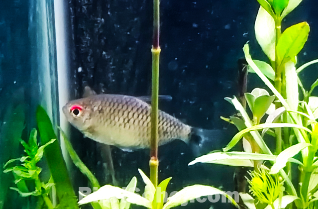 ৬ পিস Red Eye Tetra মাছ